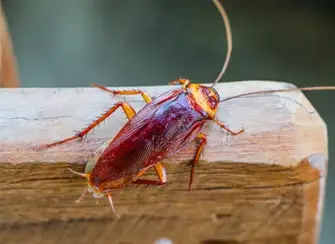 Cockroach Extermination Near Me | Pest Arrest Pest Control