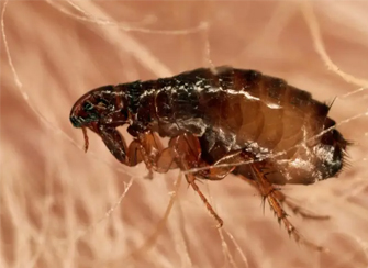 Fleas Control Services | Pest Arrest Pest Control