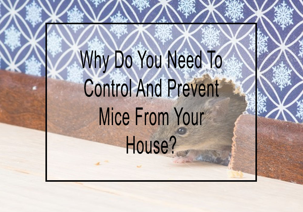 The Importance Of Getting Rid Of Mice