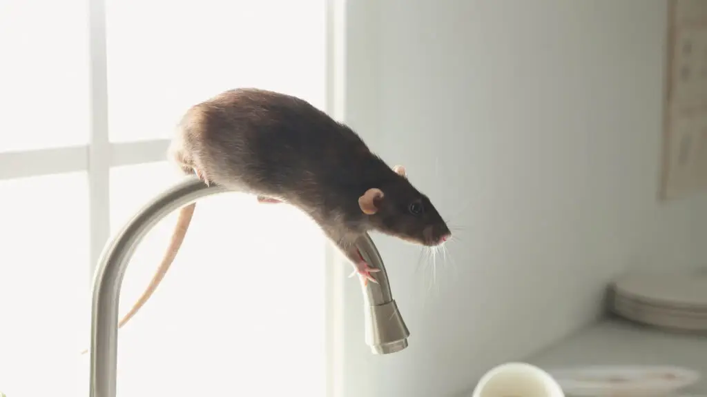 Rodent laying down on a faucet in a home