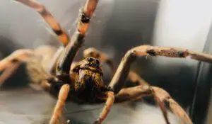 close-up of a spider