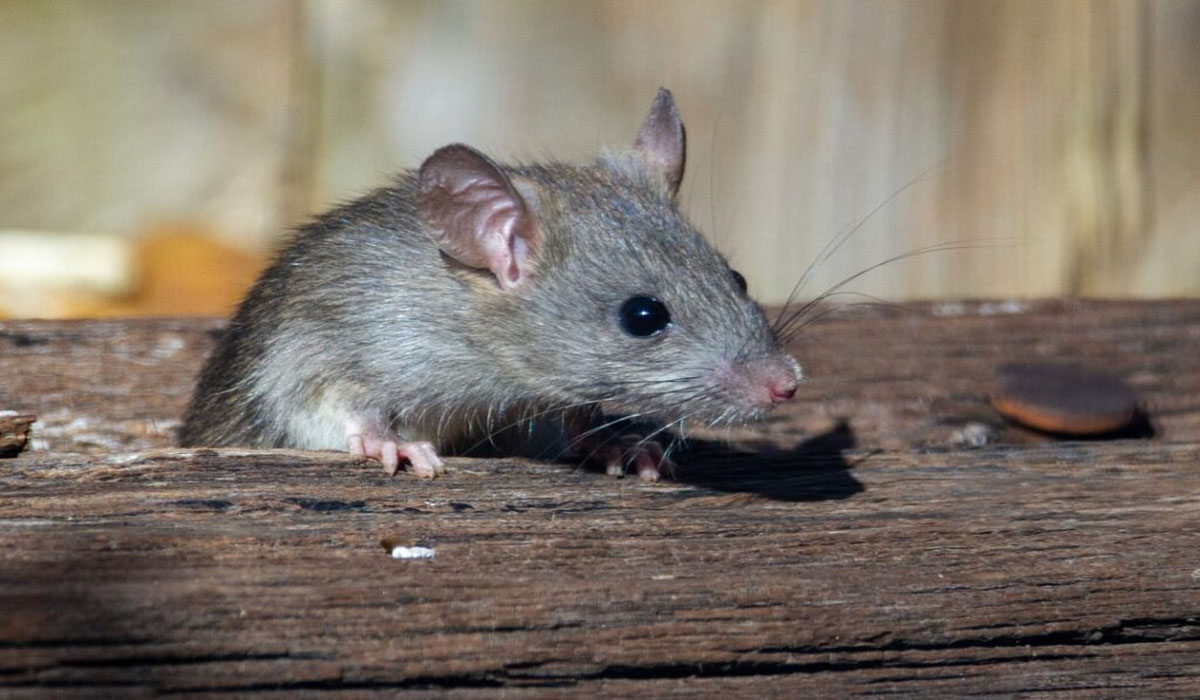 Mice Pest Control