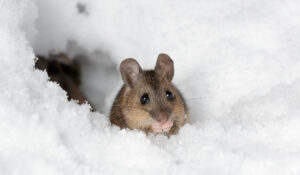 Pest Control In The Winter? What Pests Are Active In The Winter