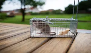 Get Rid Of Mouse Problems | Mice Removal Specialists