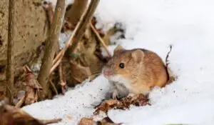 How To Prevent And Treat Winter Pests