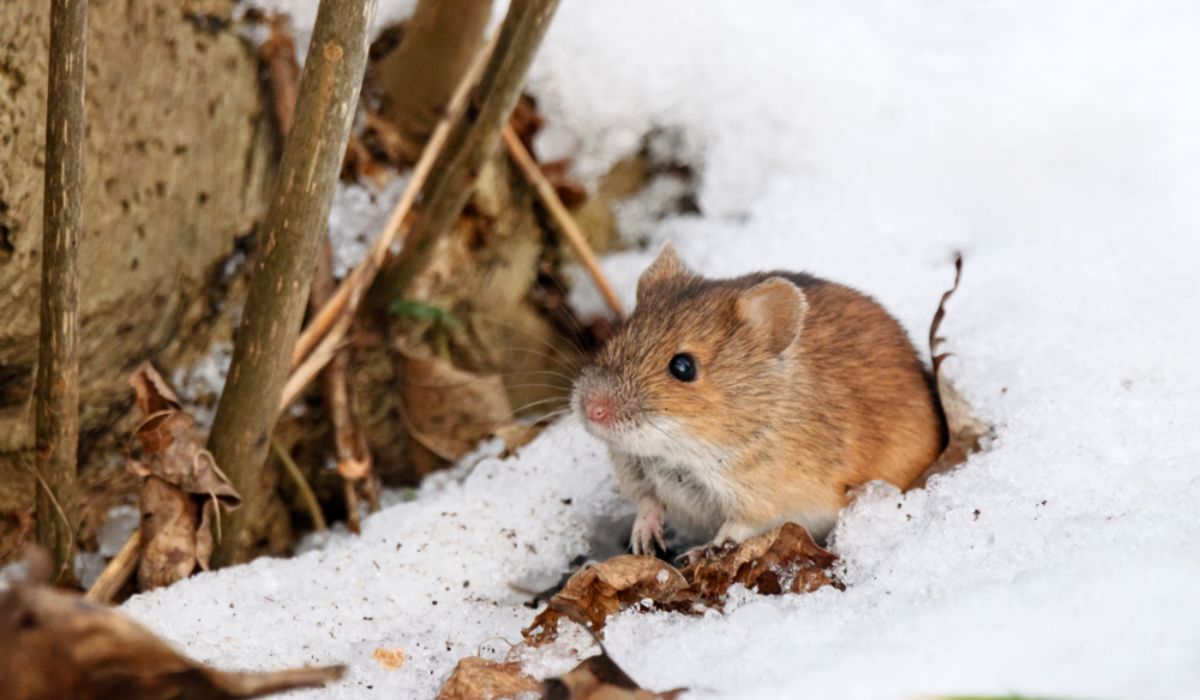 How To Prevent And Treat Winter Pests