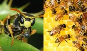 Wasp And Bee Removal Company: Rely On A Professional