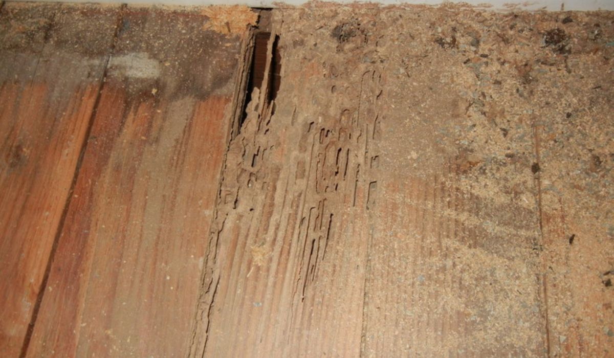 a wooden house that termites completely wrecked