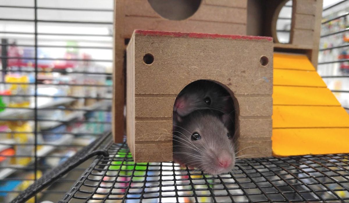 two gray mice inside a small cage